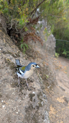 PR11 Levada dos Balcões in Santana, Centro — photo 3 of 7