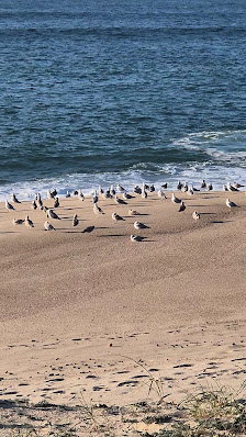 Praia Da Baleia in Oura, Norte — photo 3 of 6