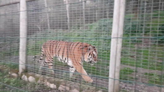 Europaradise | Parque Zoológico in Montemor, Norte — photo 4 of 6