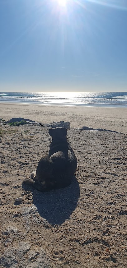 Chonky the Beach Dog — Attraction in Costa de, Centro, Portugal — photos, reviews and opening hours