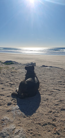 Chonky the Beach Dog in Costa de, Centro — photo 2 of 3