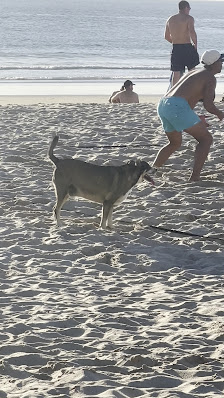 Chonky the Beach Dog in Costa de, Centro — photo 3 of 3