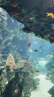 Oceanário de Lisboa in Lisboa, Centro — photo 3 of 6