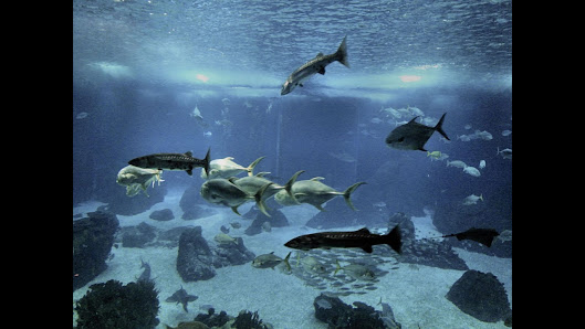 Oceanário de Lisboa in Lisboa, Centro — photo 4 of 6
