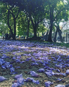 Jardim Nuno Álvares in Lisboa, Centro — photo 3 of 6