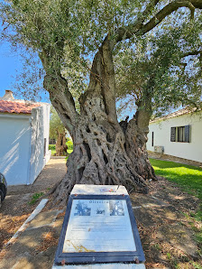 Oliveira Bimilenar de Tavira in Santa Luzia, Algarve — photo 2 of 4
