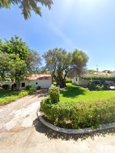Oliveira Bimilenar de Tavira in Santa Luzia, Algarve — photo 3 of 4