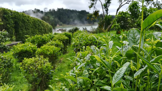 Antigo Pomar das Caldeiras da Lagoa das Furnas in Lagoa, Centro — photo 6 of 7