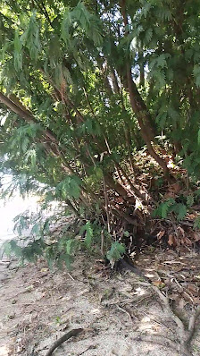 Praia Fluvial de Moreira in Melres, Norte — photo 4 of 4