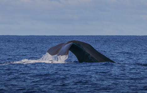 OceanEmotion Azores Whale Watching in Angra do, Centro — photo 2 of 7