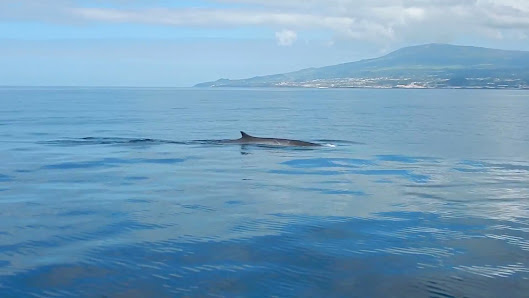 OceanEmotion Azores Whale Watching in Angra do, Centro — photo 5 of 7