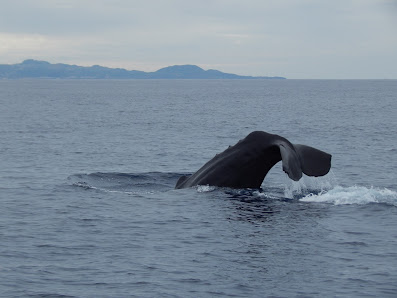 OceanEmotion Azores Whale Watching in Angra do, Centro — photo 6 of 7