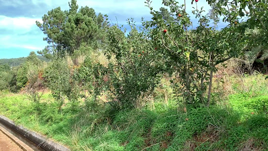 Levada Prazeres - Raposeira in Algarve, Centro — photo 4 of 5