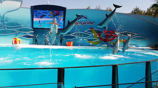 Zoo marine beach in Guia, Algarve — photo 10 of 12