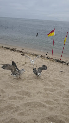 Praia Mar e Sol in Algarve, Norte — photo 4 of 4